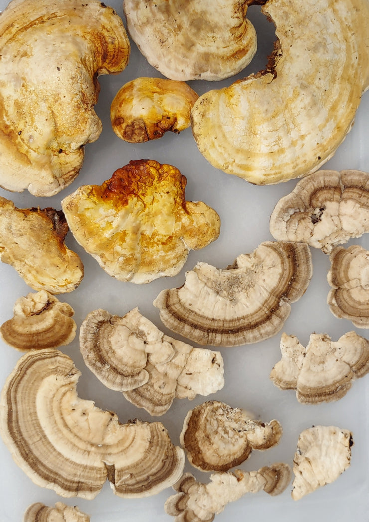 TURKEY TAIL MUSHROOM - DRIED - Harvested From Our Land - Art In Motion Jewelry & Metal Studio LLC